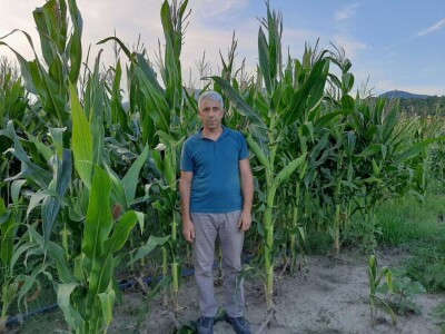 Ogledno polje pod kukuruzom