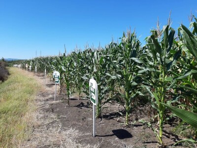 Ogledno polje pod kukuruzom