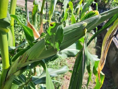 Ogledno polje pod kukuruzom