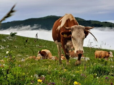 Ogrevno drvo za sve kupce, a sir po naruždbini i samo za stalne mušterije