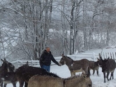 Ojacaj imunitet magarećim mlijekom
