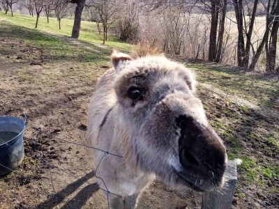 Ojacaj imunitet magarećim mlijekom