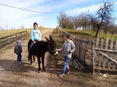 Ojacaj imunitet magarećim mlijekom