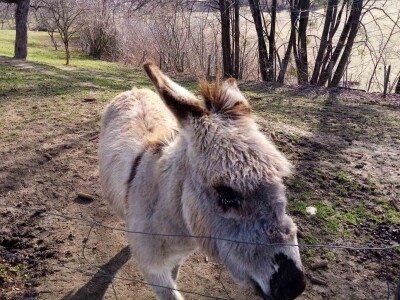 Ojacaj imunitet magarećim mlijekom