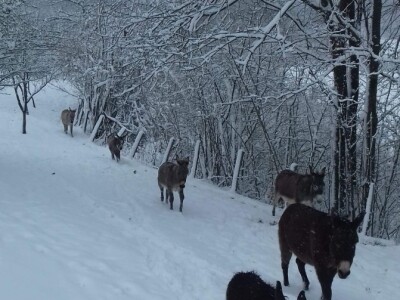 Ojacaj imunitet magarećim mlijekom