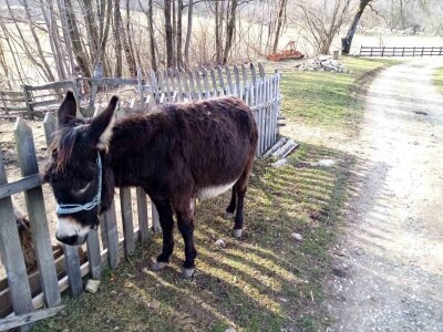 Ojacaj imunitet magarećim mlijekom