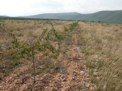 Na plantaži OPG Josip Čarić u kršu dalmatinskog zaobalja zasađeno više od 3.000 badema