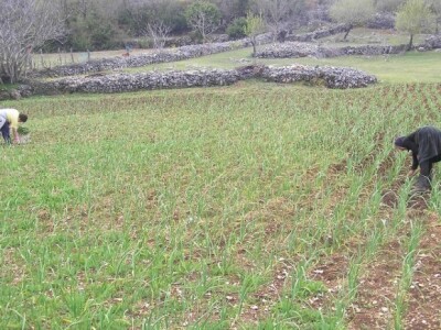 Okopavanje češnjaka u Zagori (Ljubitovica)