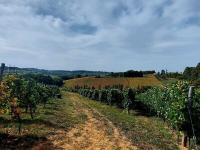 Oksana Sadžik: Bosanska zemlja i francuski hrast naše vino čine posebnim i prepoznatljivim