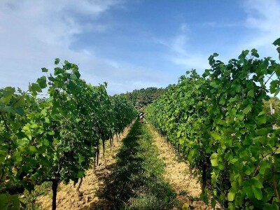 Oksana Sadžik: Bosanska zemlja i francuski hrast naše vino čine posebnim i prepoznatljivim