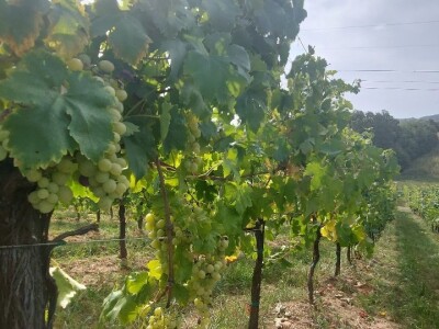 Oksana Sadžik: Bosanska zemlja i francuski hrast naše vino čine posebnim i prepoznatljivim