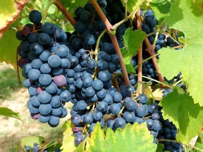 Oksana Sadžik: Bosanska zemlja i francuski hrast naše vino čine posebnim i prepoznatljivim