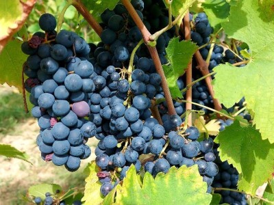 Oksana Sadžik: Bosanska zemlja i francuski hrast naše vino čine posebnim i prepoznatljivim