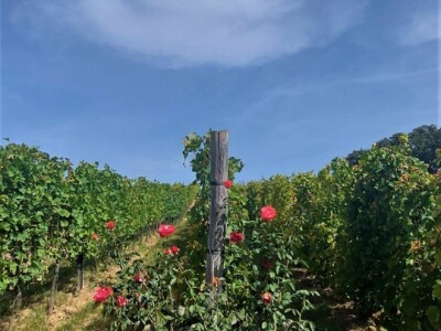 Oksana Sadžik: Bosanska zemlja i francuski hrast naše vino čine posebnim i prepoznatljivim