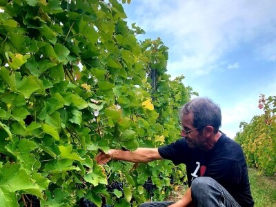 Oksana Sadžik: Bosanska zemlja i francuski hrast naše vino čine posebnim i prepoznatljivim