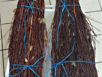 Oksana Sadžik: Bosanska zemlja i francuski hrast naše vino čine posebnim i prepoznatljivim