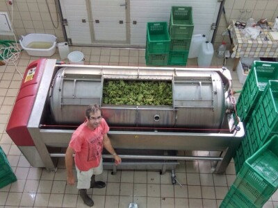 Oksana Sadžik: Bosanska zemlja i francuski hrast naše vino čine posebnim i prepoznatljivim