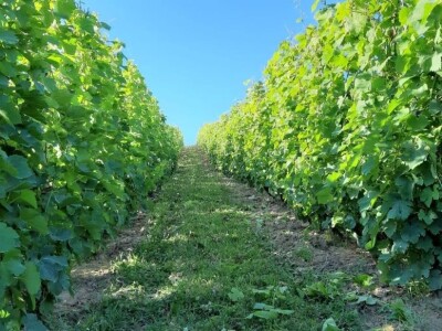 Oksana Sadžik: Bosanska zemlja i francuski hrast naše vino čine posebnim i prepoznatljivim