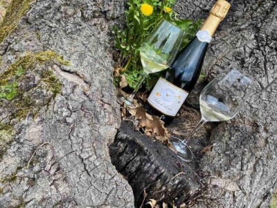 Oksana Sadžik: Bosanska zemlja i francuski hrast naše vino čine posebnim i prepoznatljivim