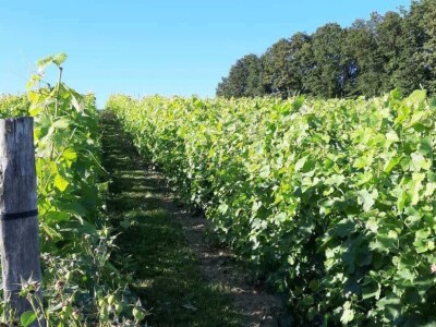 Oksana Sadžik: Bosanska zemlja i francuski hrast naše vino čine posebnim i prepoznatljivim