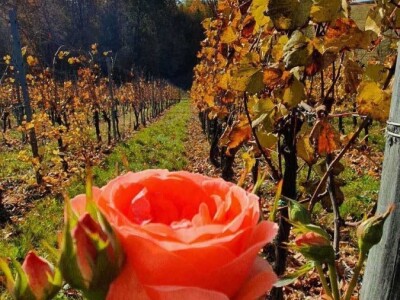 Oksana Sadžik: Bosanska zemlja i francuski hrast naše vino čine posebnim i prepoznatljivim