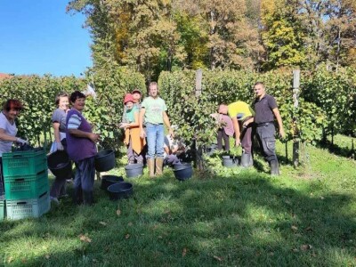 Oksana Sadžik: Bosanska zemlja i francuski hrast naše vino čine posebnim i prepoznatljivim