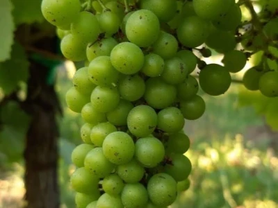 Oksana Sadžik: Bosanska zemlja i francuski hrast naše vino čine posebnim i prepoznatljivim