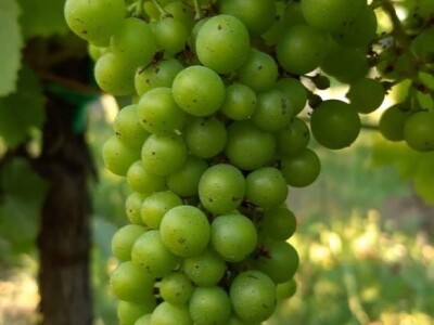 Oksana Sadžik: Bosanska zemlja i francuski hrast naše vino čine posebnim i prepoznatljivim