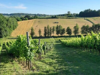 Oksana Sadžik: Bosanska zemlja i francuski hrast naše vino čine posebnim i prepoznatljivim