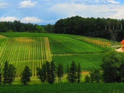 Oksana Sadžik: Bosanska zemlja i francuski hrast naše vino čine posebnim i prepoznatljivim