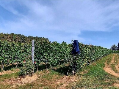 Oksana Sadžik: Bosanska zemlja i francuski hrast naše vino čine posebnim i prepoznatljivim