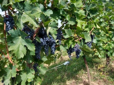 Oksana Sadžik: Bosanska zemlja i francuski hrast naše vino čine posebnim i prepoznatljivim