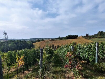 Oksana Sadžik: Bosanska zemlja i francuski hrast naše vino čine posebnim i prepoznatljivim