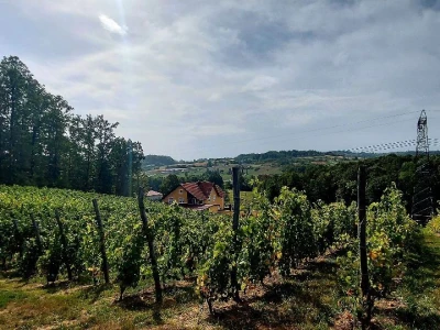 Oksana Sadžik: Bosanska zemlja i francuski hrast naše vino čine posebnim i prepoznatljivim