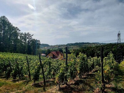 Oksana Sadžik: Bosanska zemlja i francuski hrast naše vino čine posebnim i prepoznatljivim