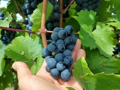 Oksana Sadžik: Bosanska zemlja i francuski hrast naše vino čine posebnim i prepoznatljivim