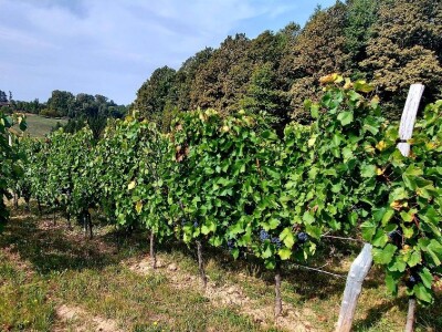 Oksana Sadžik: Bosanska zemlja i francuski hrast naše vino čine posebnim i prepoznatljivim