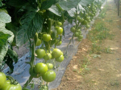 Rajčica oblno rađa