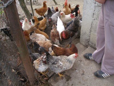 Okućnica Zdeka Hribara