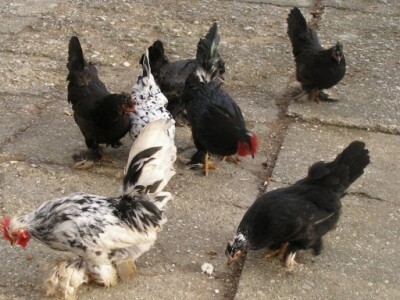 Okućnica Zdeka Hribara