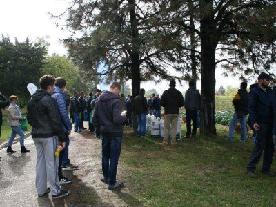 Timac ago - Dan polja kupusa