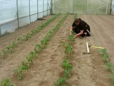 Okus prirode: slatko od duda, senzacija koja osvaja tržište