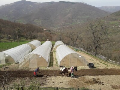 Okus prirode: slatko od duda, senzacija koja osvaja tržište