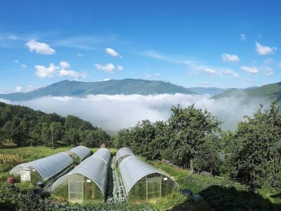 Okus prirode: slatko od duda, senzacija koja osvaja tržište