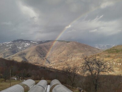 Okus prirode: slatko od duda, senzacija koja osvaja tržište