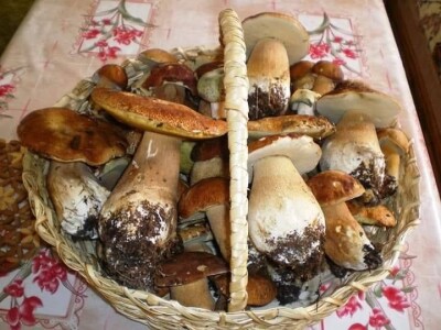 Okus prirode: slatko od duda, senzacija koja osvaja tržište