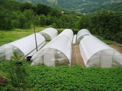Okus prirode: slatko od duda, senzacija koja osvaja tržište