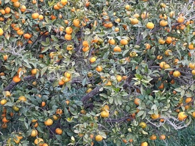 Okusi Neretve - Naronija