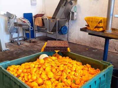 Okusi Neretve - Naronija