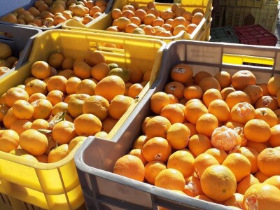 Okusi Neretve - Naronija